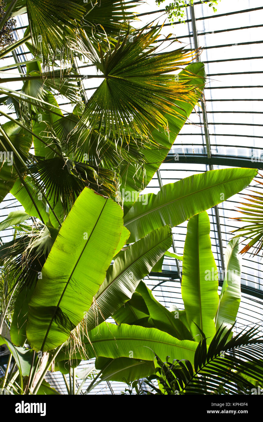 Germany, Hessen, Frankfurt am Main. Palmengarten, Palm Garden, indoor tropical trees. Stock Photo
