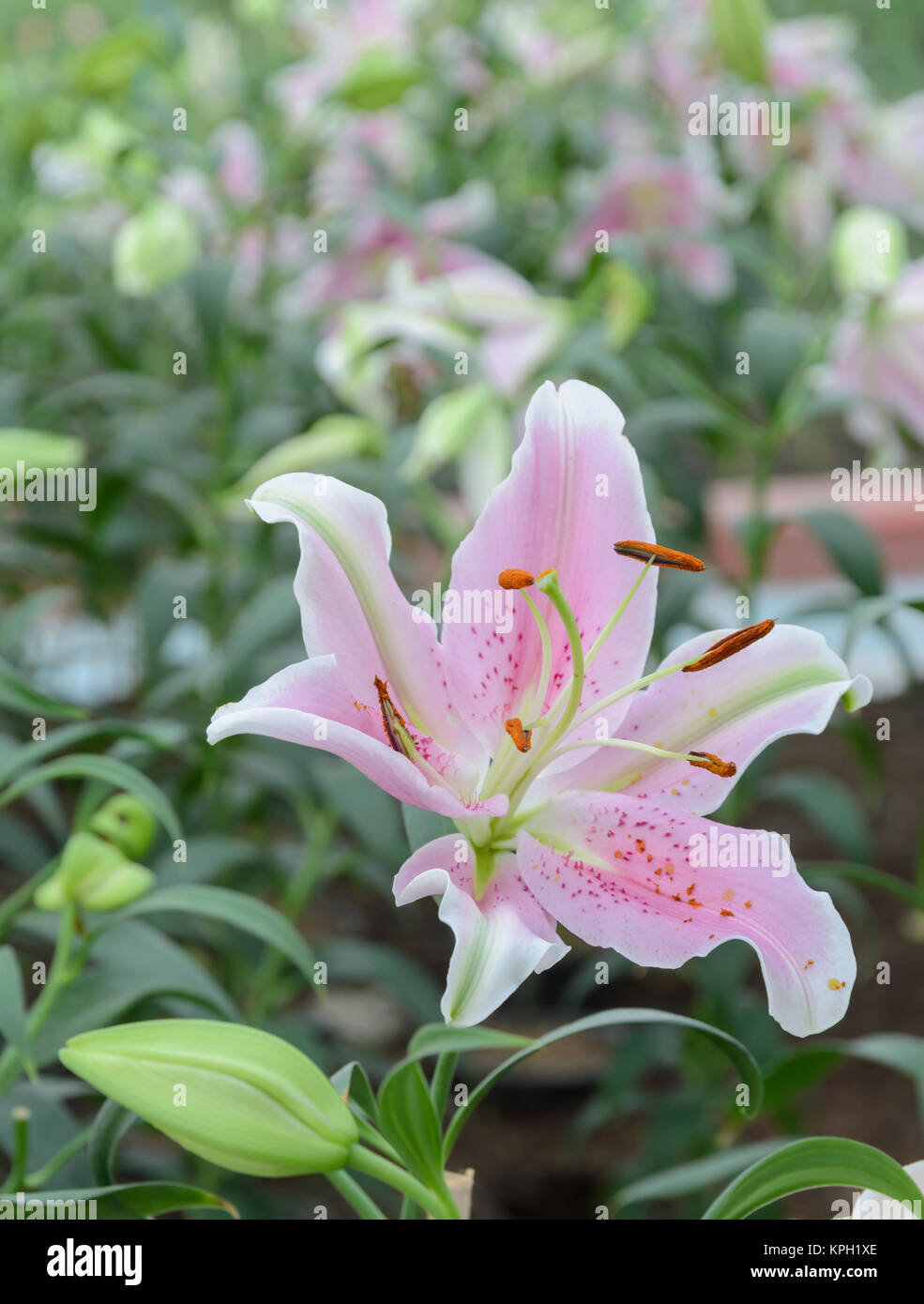 Pink Easter lily flower (Lilium longiflorum) Stock Photo