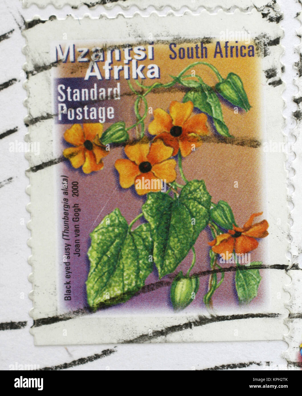 South African postage stamp, Black-eyed Susan vine, thunbergia alata,  Chris van Rooyen; 2000, South Africa. Stock Photo