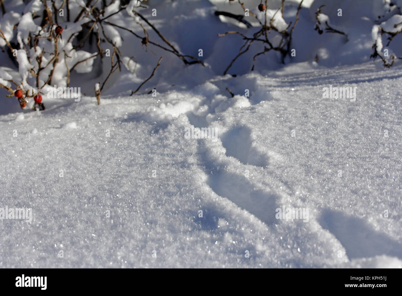 Animal tracks in deep snow Stock Photo - Alamy