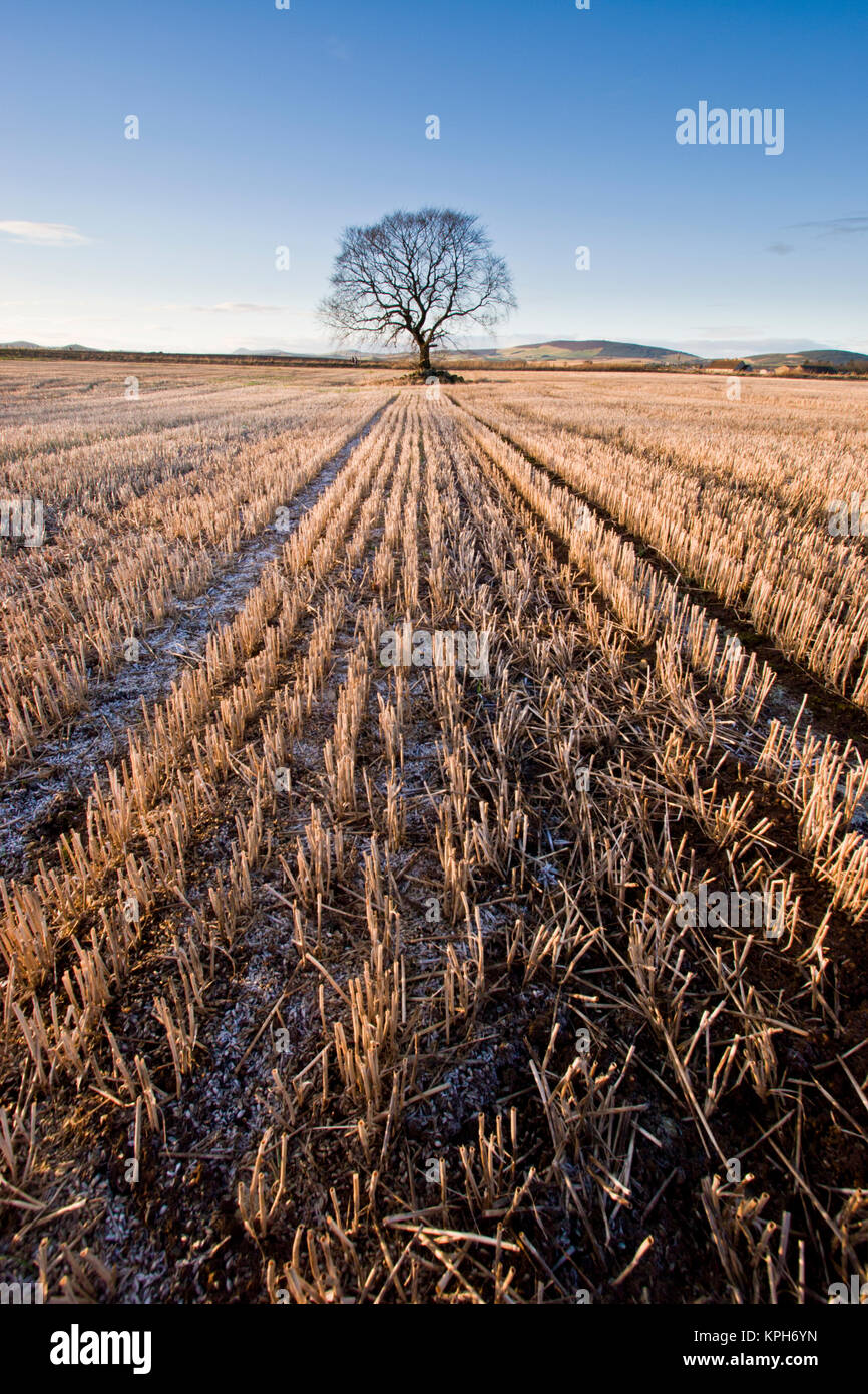 Lone tree in a field of barley stubble in late winter sun with a blue sky and some snow. Stock Photo