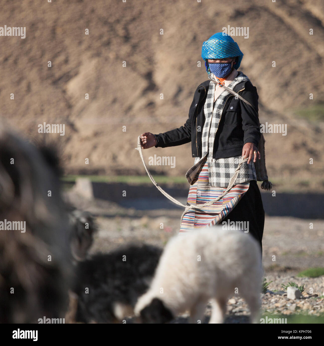 Tibetan shepherdess with slingshot and sheep. She wears the horizontally striped apron of a married woman. Stock Photo