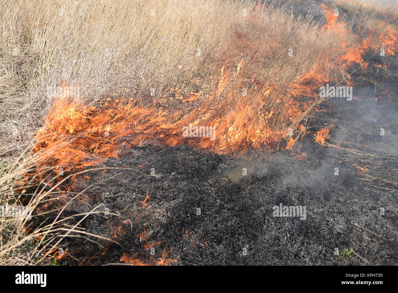 Fire Reed Grass Burning dry grass and reeds Stock Photo - Alamy