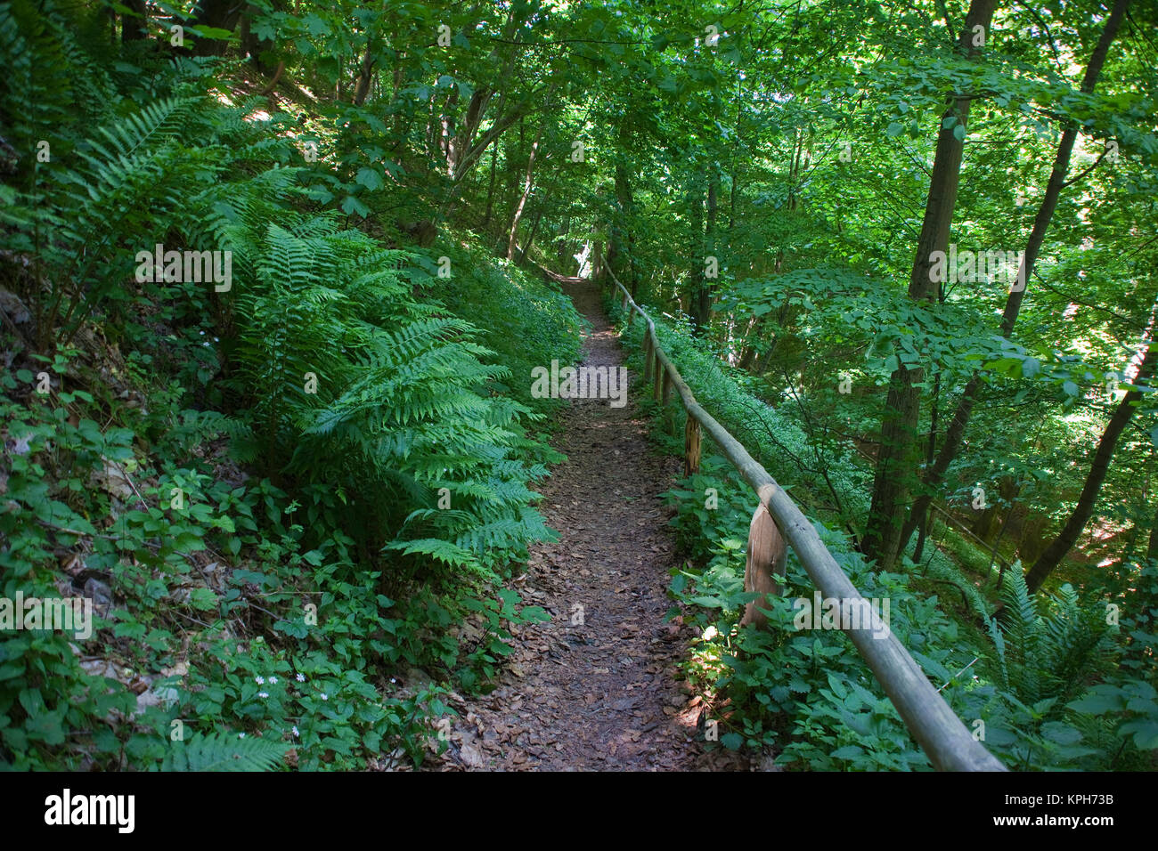 Trail at a forest,Thiessow, Ruegen island, Mecklenburg-Western Pomerania, Baltic Sea, Germany, Europe Stock Photo