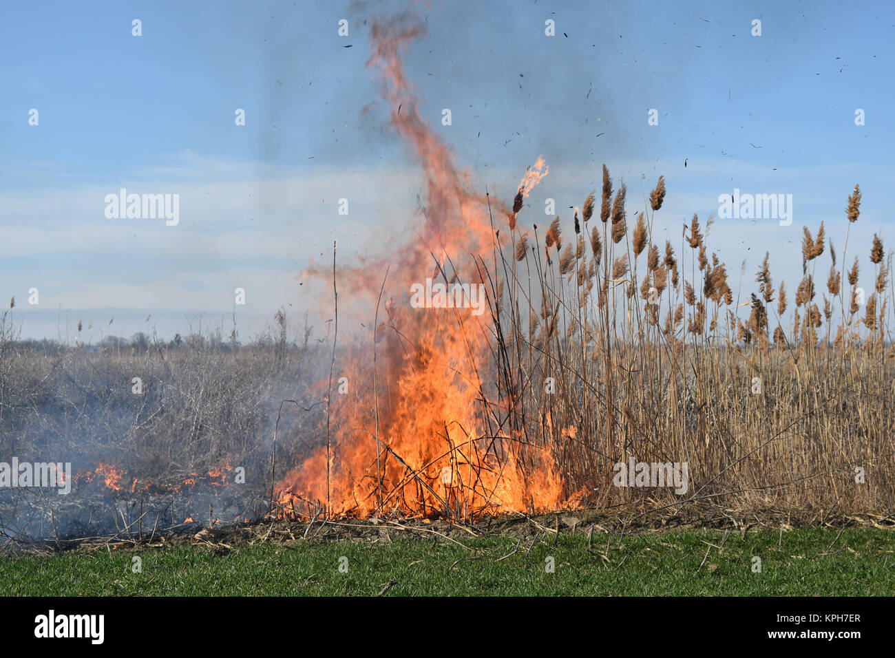 Burning dry grass and reeds Stock Photo Alamy