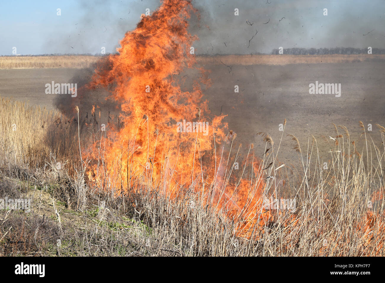 Fire Reed Grass Burning dry grass and reeds Stock Photo - Alamy