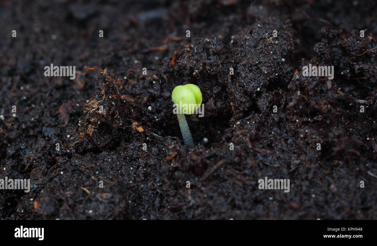 Newly growing basil sprouts Stock Photo Alamy
