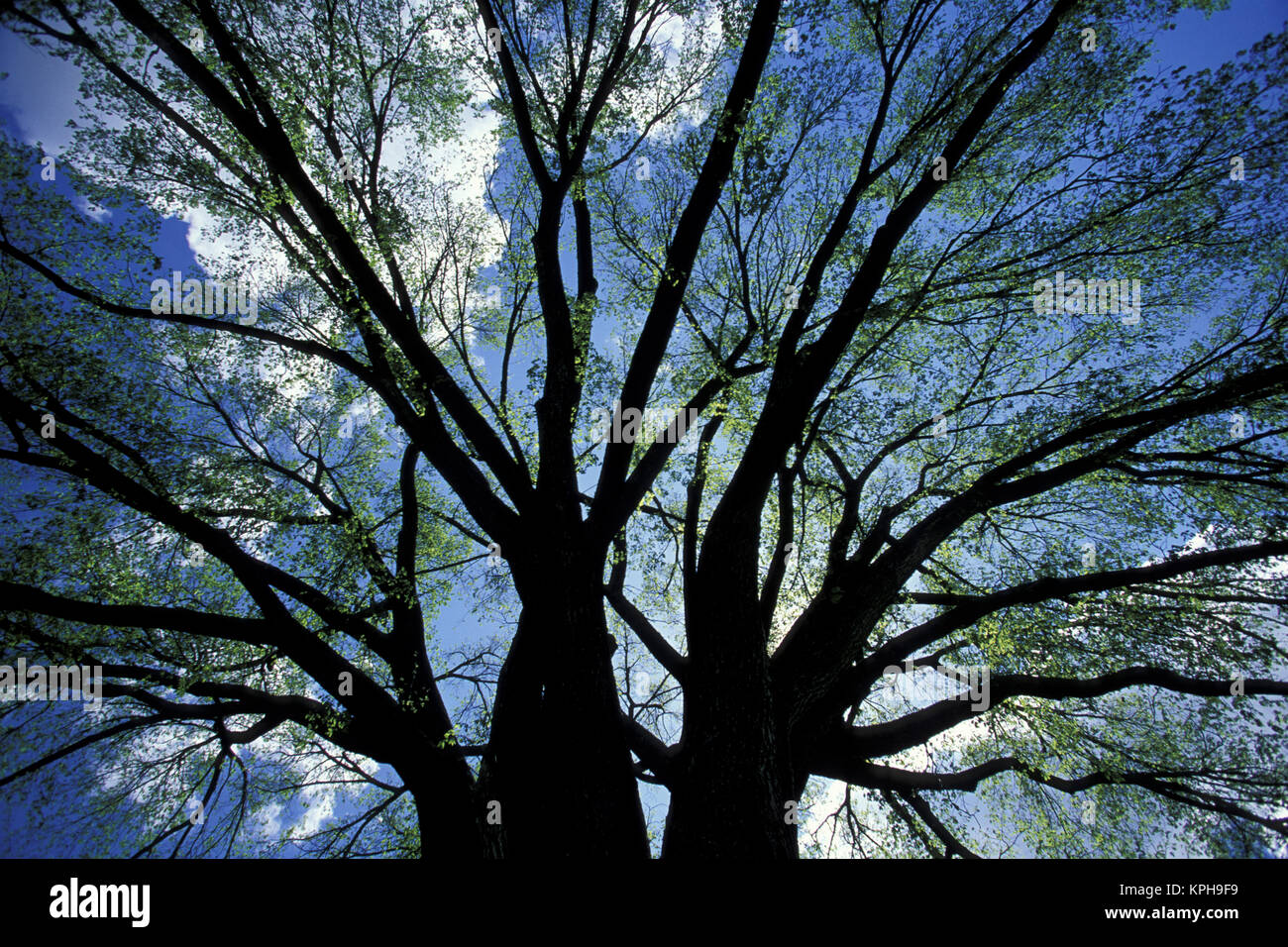 American Elm Tree High Resolution Stock Photography And Images Alamy