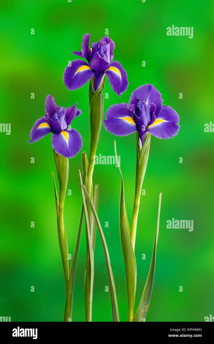 Iris Flowers Stock Photo