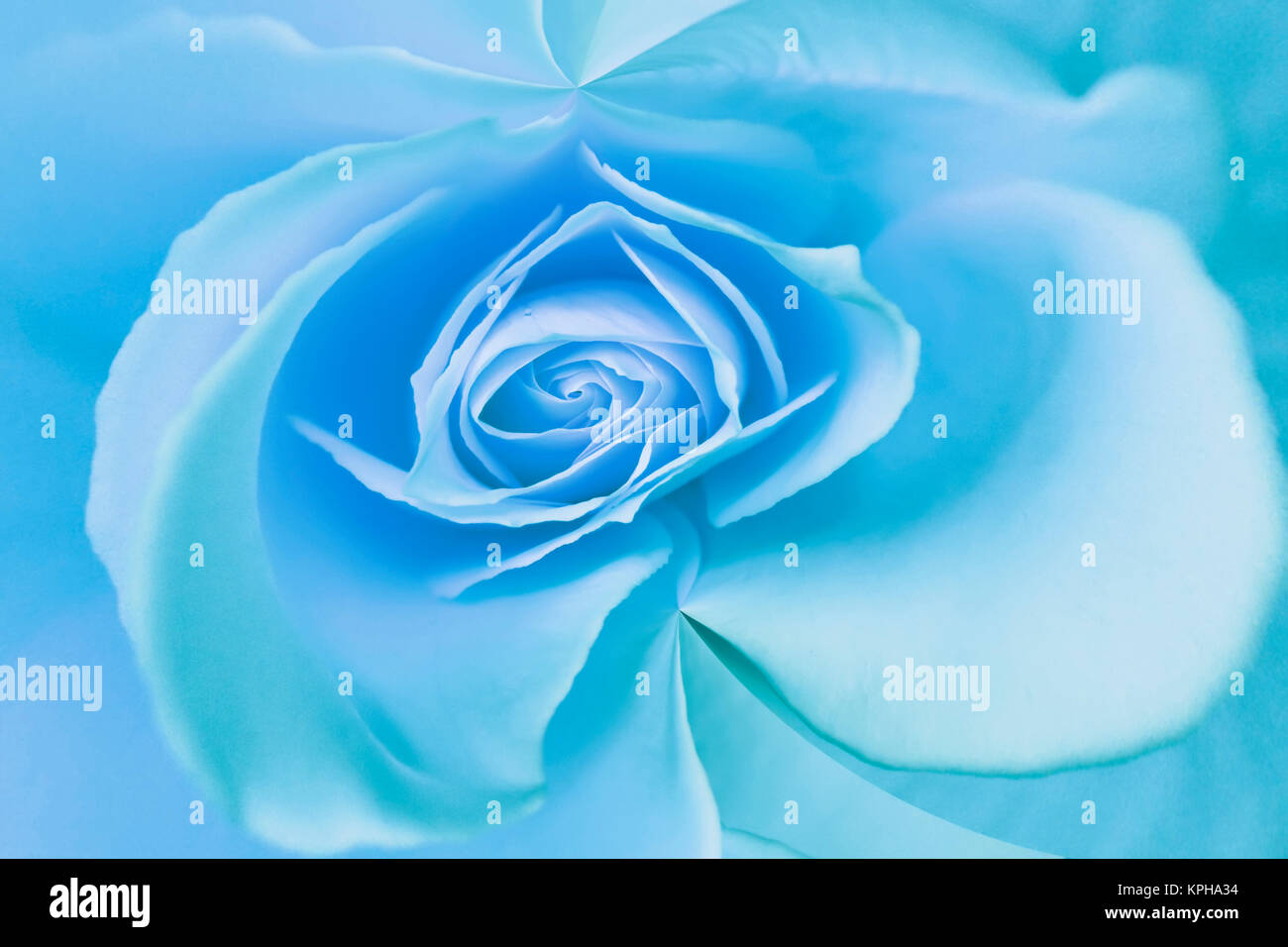 Close-up of a blue rose. Stock Photo