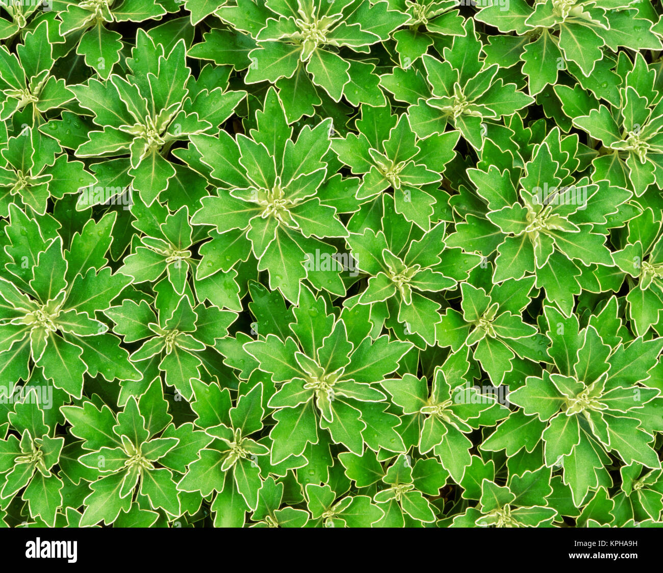 Pattern in gold and silver Chrysanthemum foliage (Large format sizes available). Stock Photo