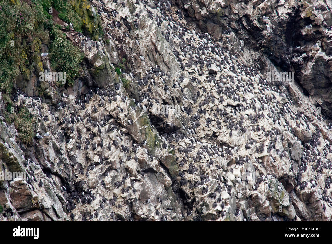 Guillemot nesting colony on cliffs at Skomer Island, Wales Stock Photo