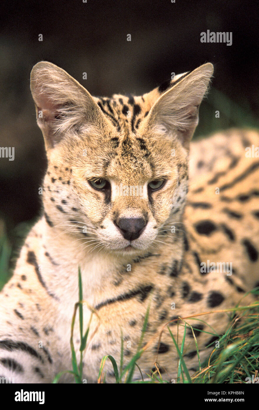 Africa. Serval (Felis serval) Stock Photo