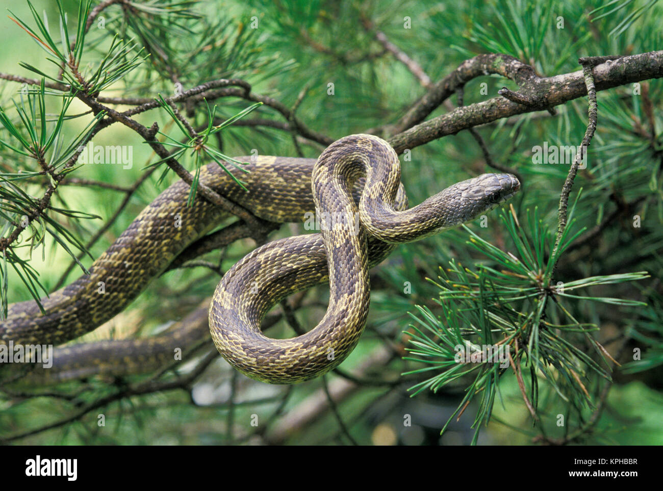 Black rat snake (Elaphe obsoleta) climbing into pine tree Stock Photo