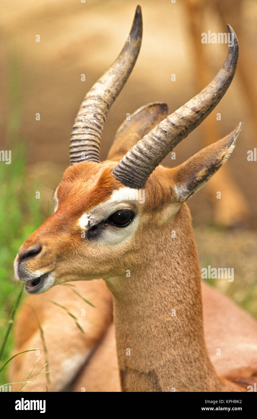 Sable Antelope Stock Photo