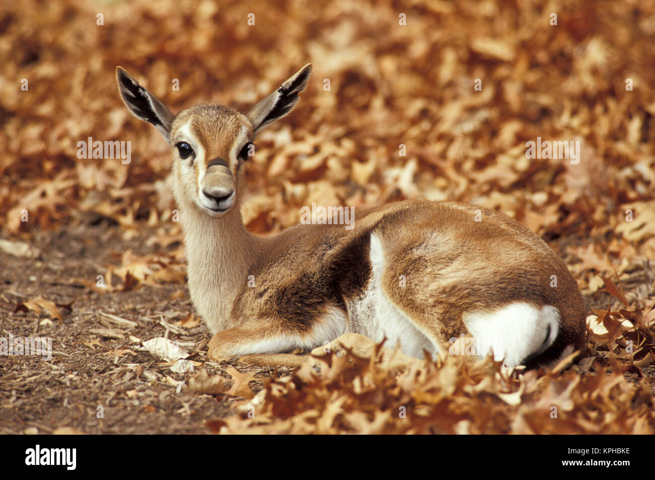 Speke's Gazelle (Gazella spekei) Stock Photo