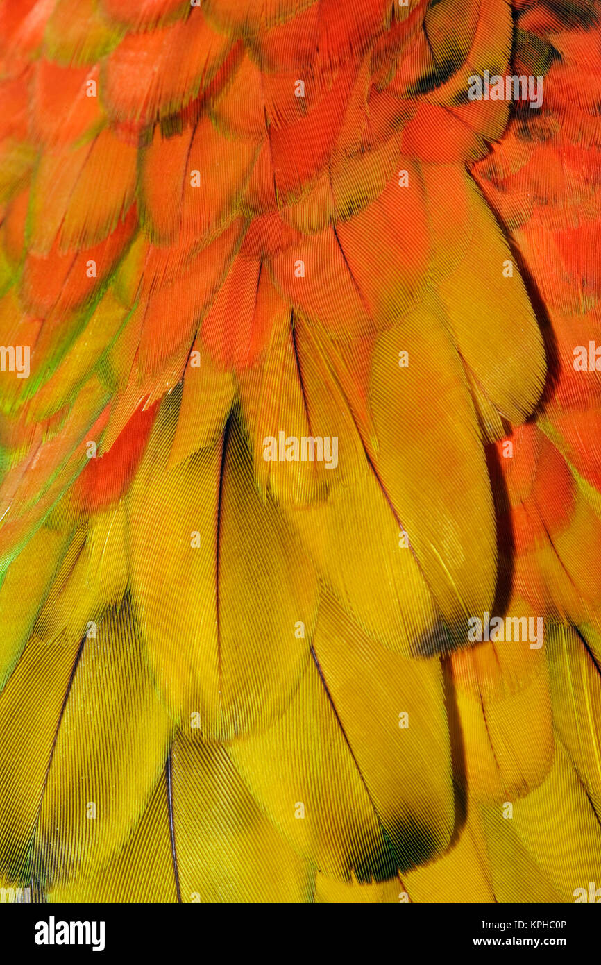Feather pattern on Macaw Stock Photo