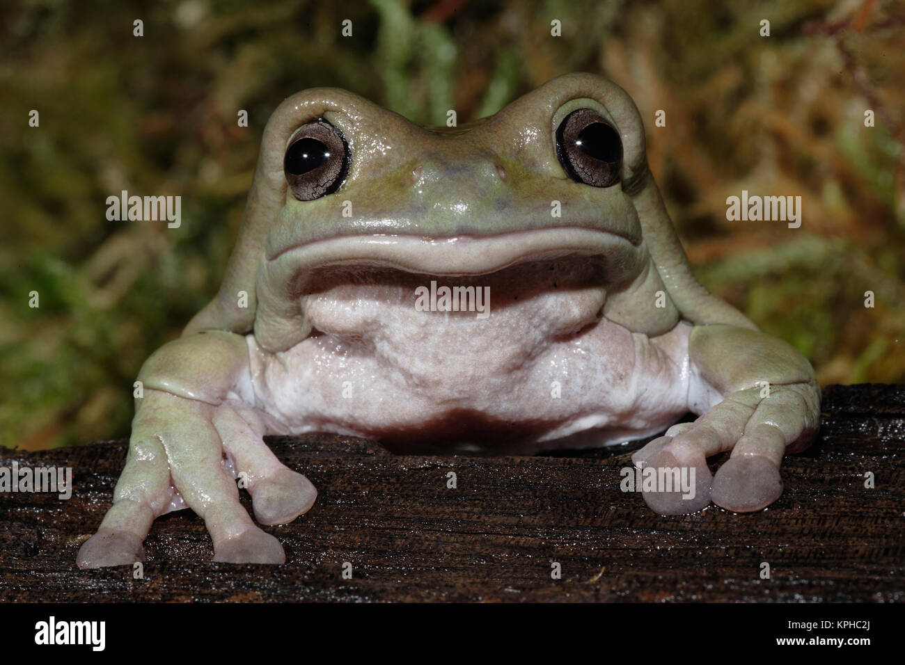 White's Dumpy Frog, Litoria caerulea (captive) Stock Photo