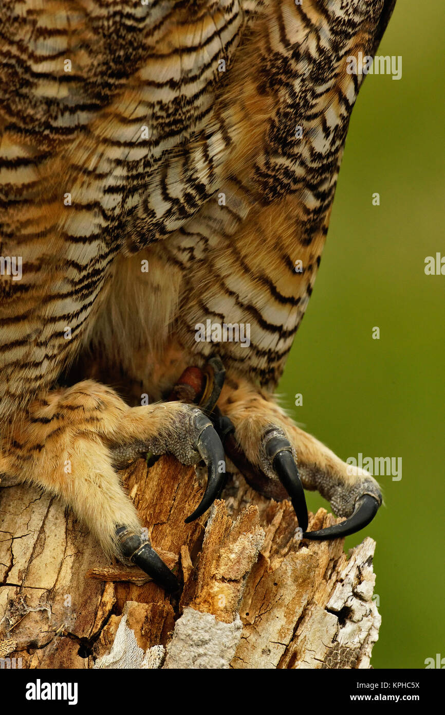 Talons of Great Horned Owl, Bubo virginianus, Captive Stock Photo - Alamy, image size:866x1390