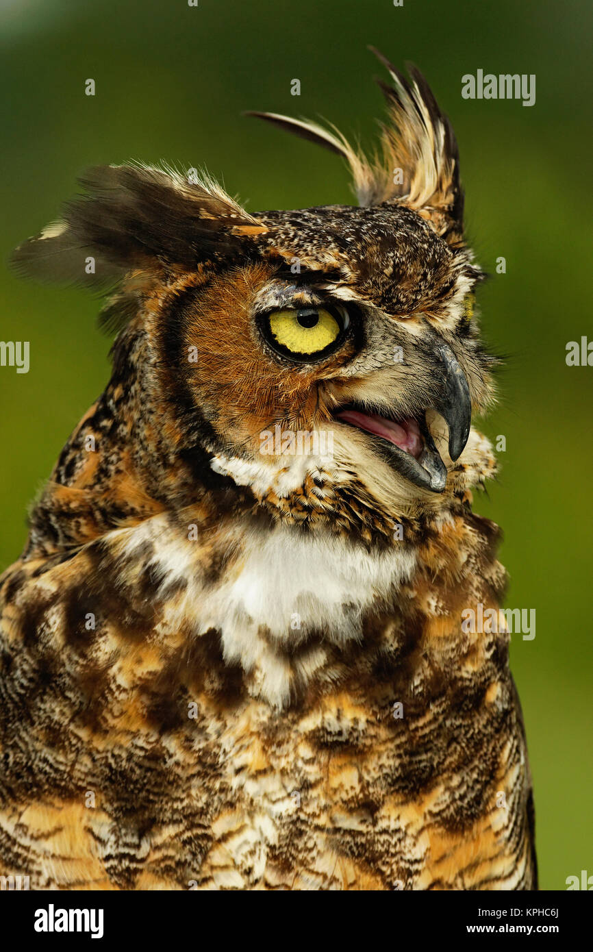 Great Horned Owl, Bubo virginianus, Captive Stock Photo