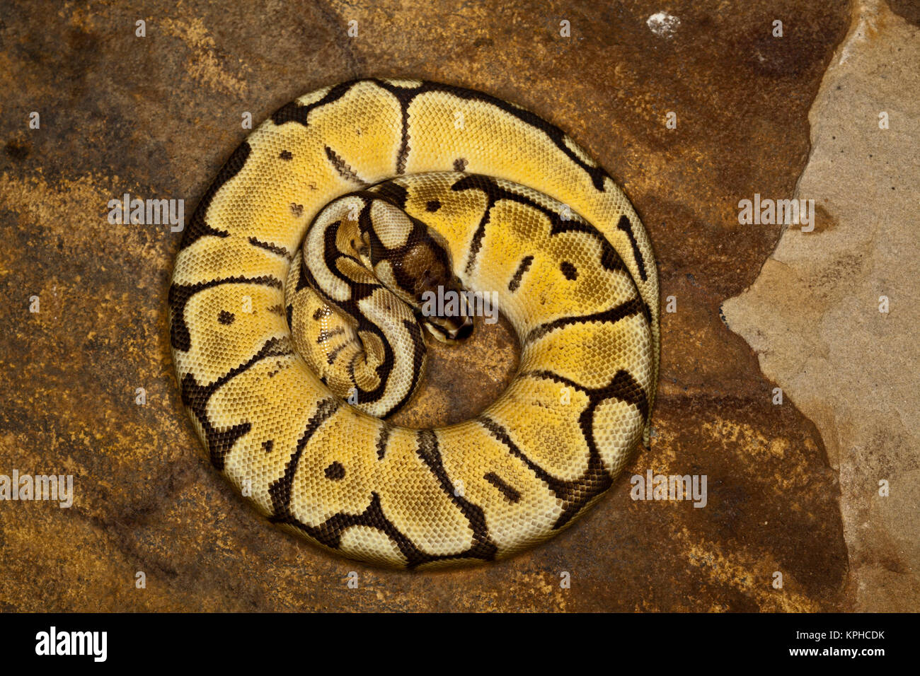 Ball Python morph (Python regius) Stock Photo