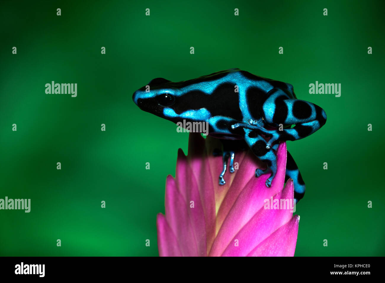 Blue and black Poison Dart Frog, Panama Blue, (Dendrobates auratus) Stock Photo