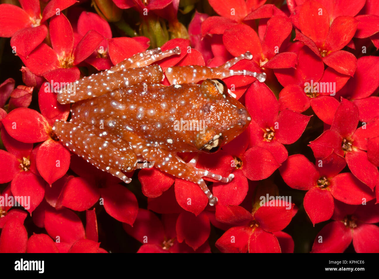 Cinnamon Tree Frog (Nyctixalus pictus), Borneo Stock Photo Alamy
