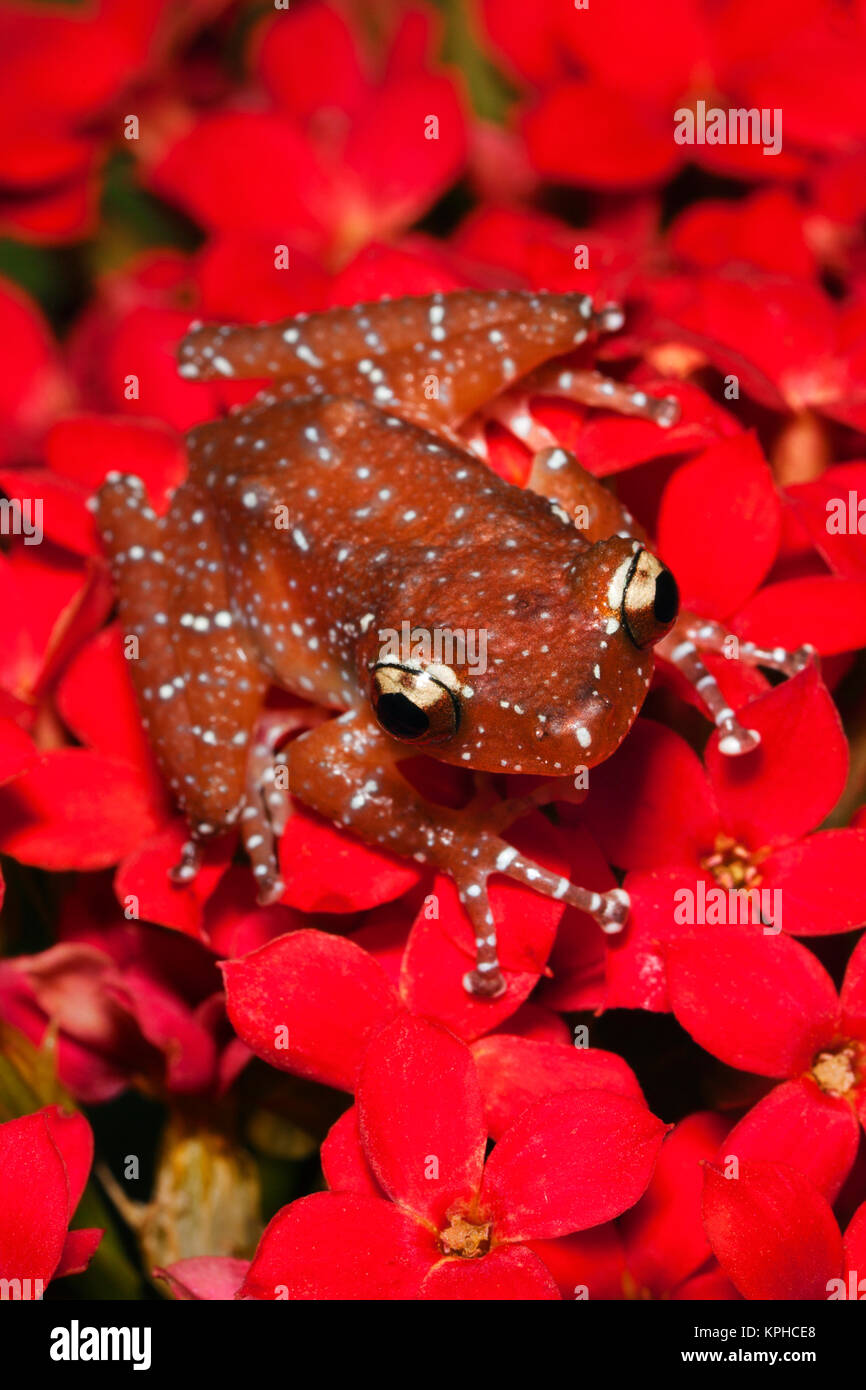 Cinnamon Tree Frog (Nyctixalus pictus), Borneo Stock Photo Alamy