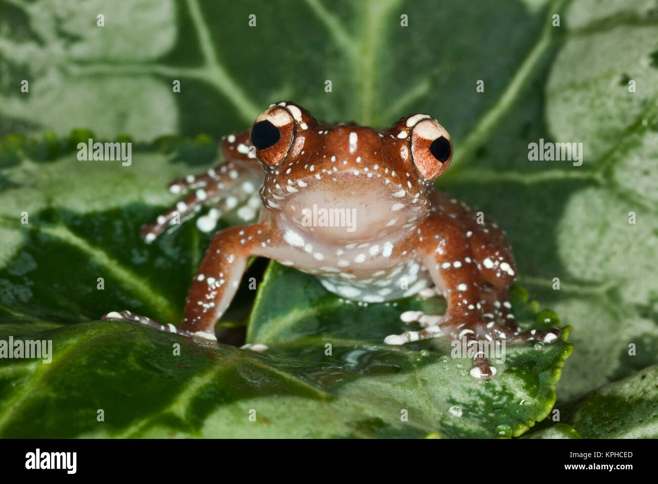 Cinnamon Tree Frog (Nyctixalus pictus), Borneo Stock Photo