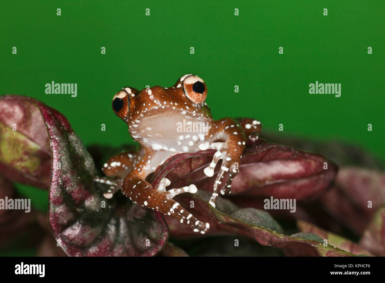 Cinnamon Tree Frog (Nyctixalus pictus), Borneo Stock Photo Alamy