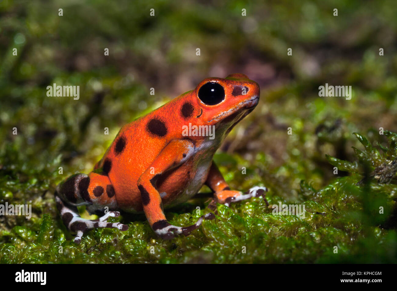 Colon Isle Dart Frog, aka Strawberry Poison-Dart Frog, (Oophaga pumilio) Stock Photo