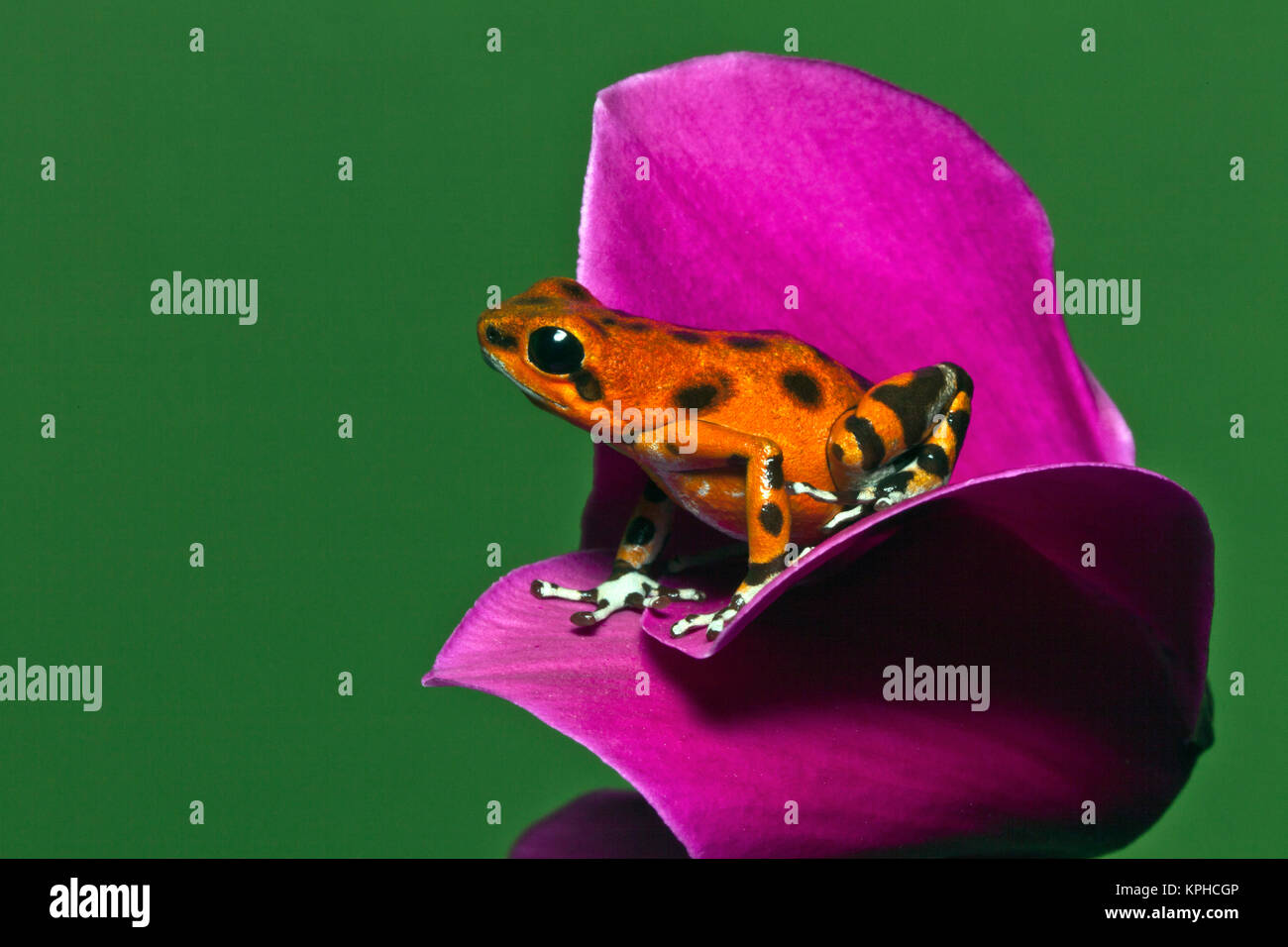 Colon Isle Dart Frog, aka Strawberry PoisonDart Frog, (Oophaga pumilio