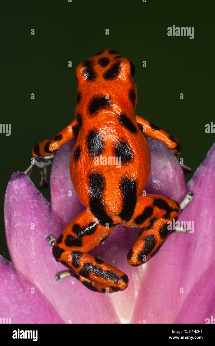Colon Isle Dart Frog, aka Strawberry Poison-Dart Frog, (Oophaga pumilio) Stock Photo