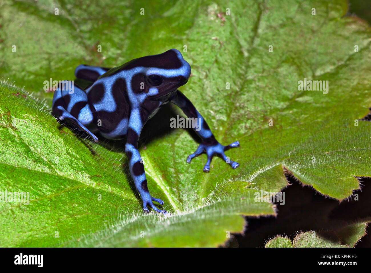 Blue and black Poison Dart Frog (Dendrobates auratus), native to Costa Rica. Stock Photo