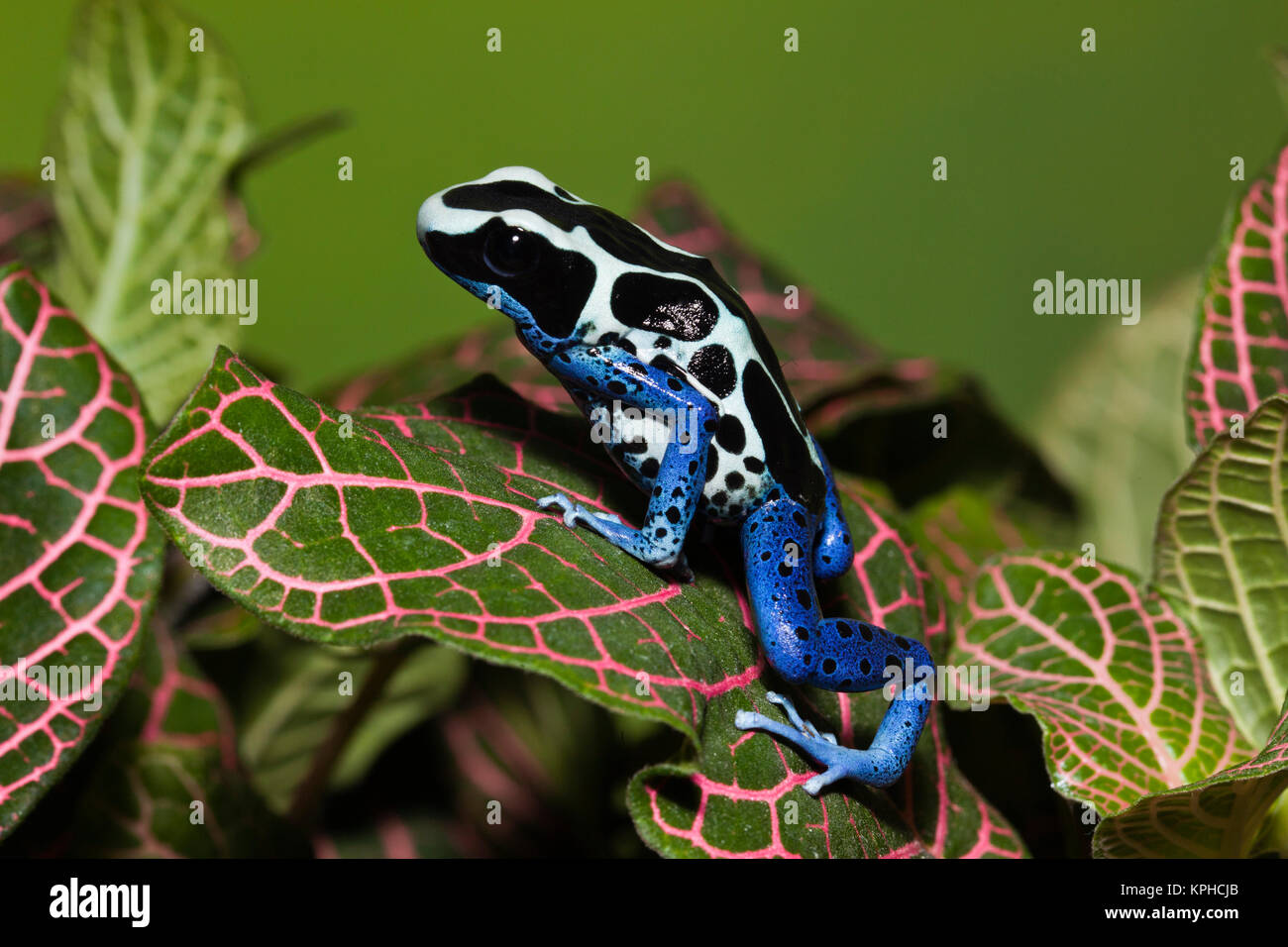 Dyeing Dart Frog (Dendrobates tinctorius oyapok) Stock Photo