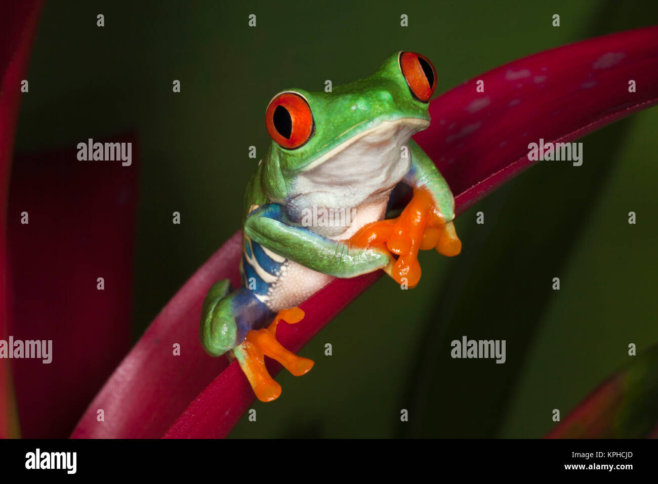 Red-Eyed Tree Frog (Agalychnis callidryas) Stock Photo