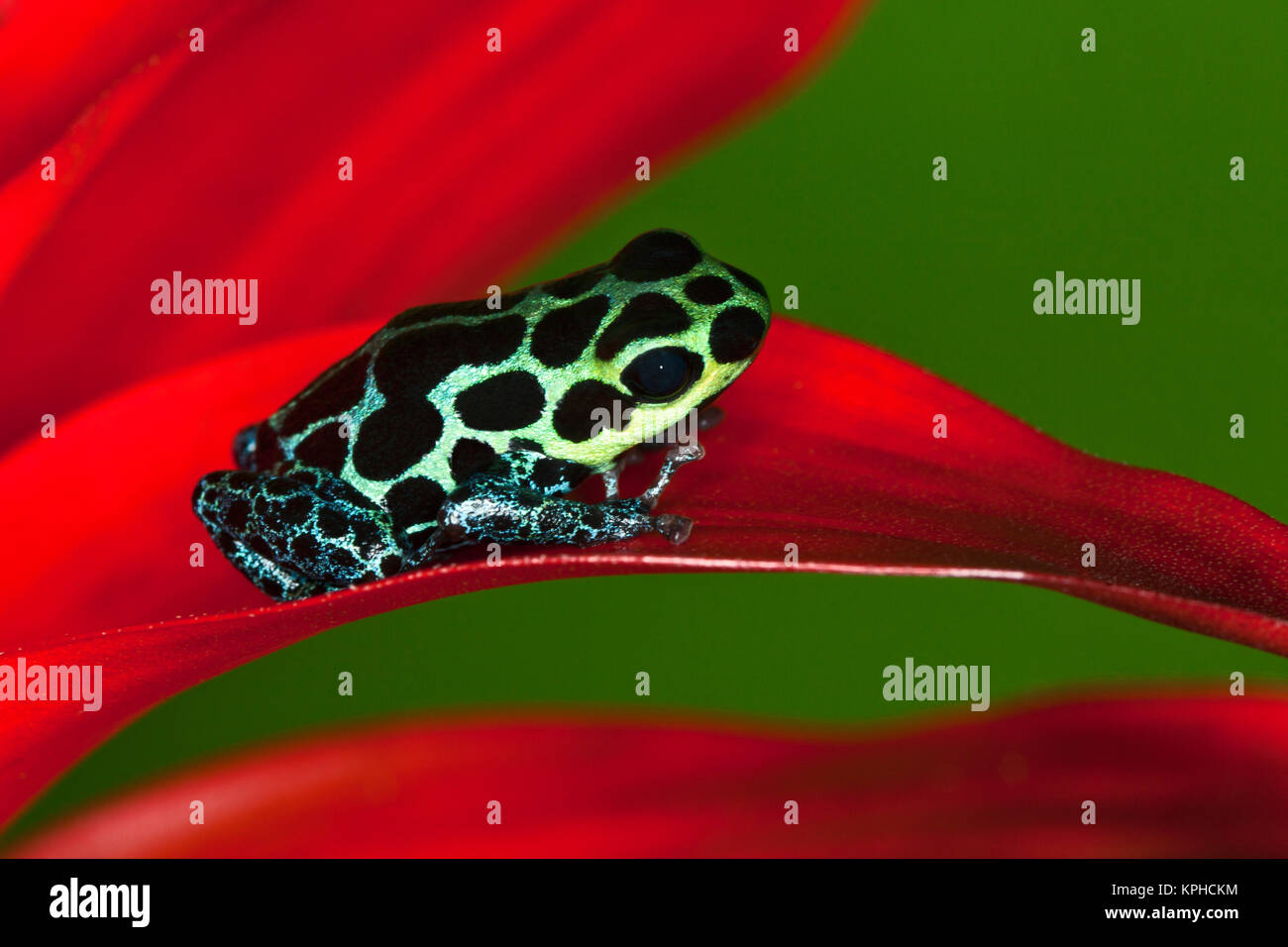 Imitator Poison-Dart Frog (Ranitomeya Imitator, formerly Dendrobates imitator) Stock Photo