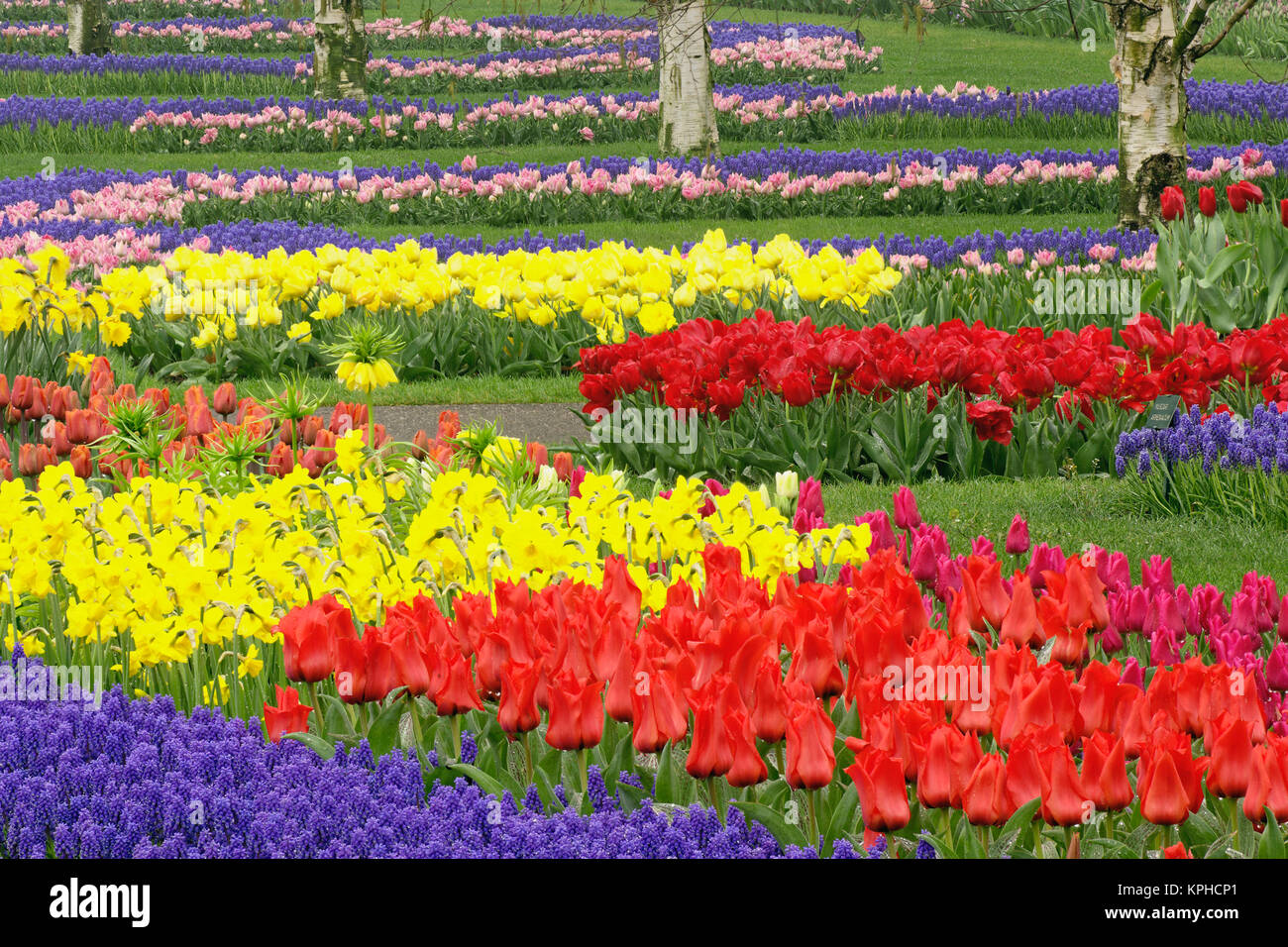 Tulips, Grape Hyacinth, and Daffodils, Keukenhof Gardens, Lisse