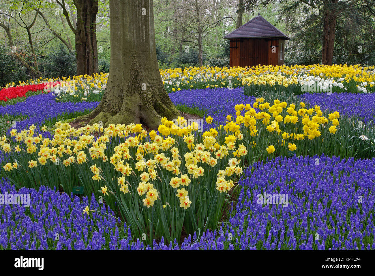 Daffodils Grape Hyacinth And Tulip Garden Garden Of Rhododendron Stock Photo Alamy