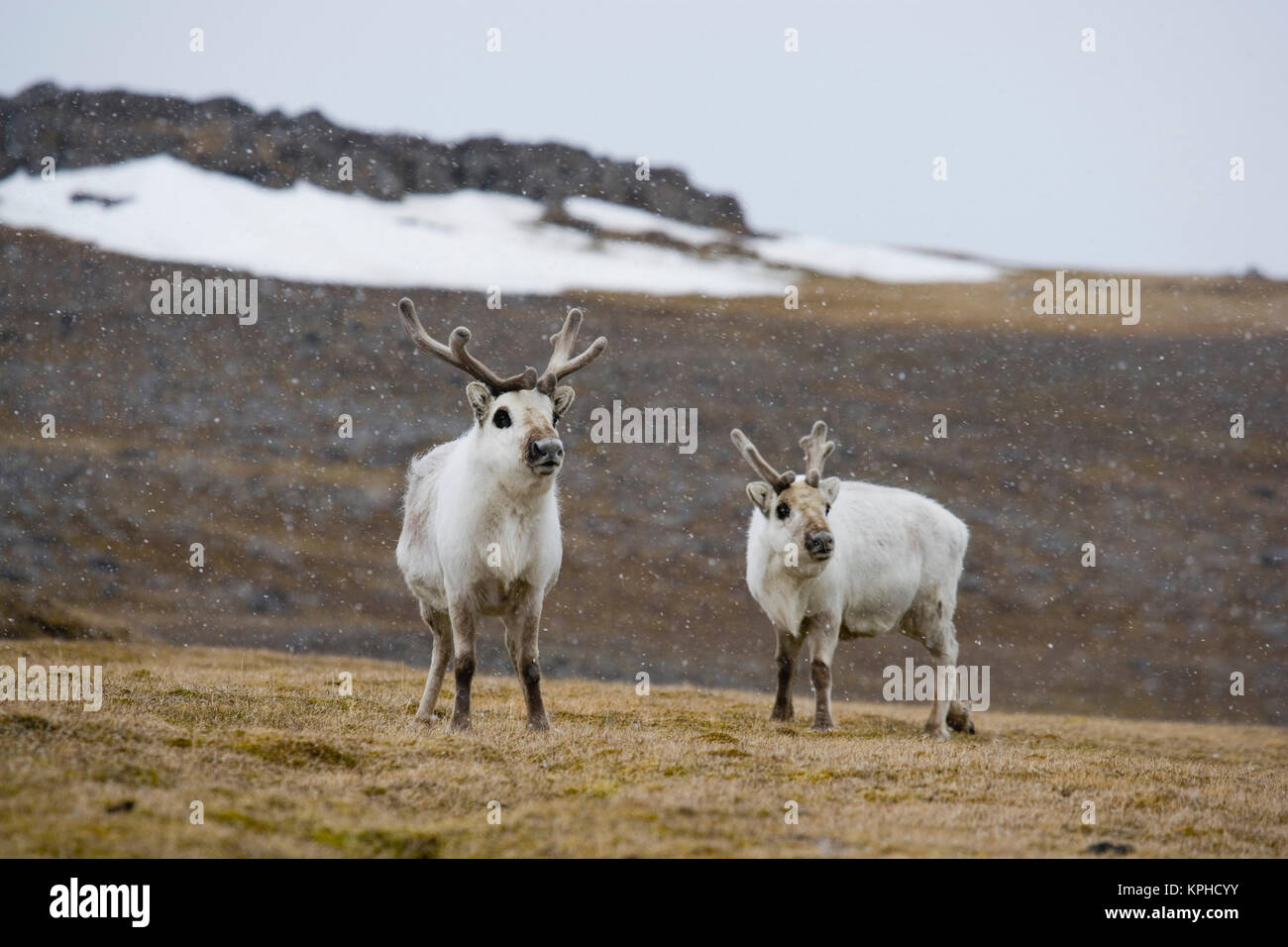 Svalbard reindeer (Rangifer tarandus playrhynchus) on green alpine meadow Stock Photo
