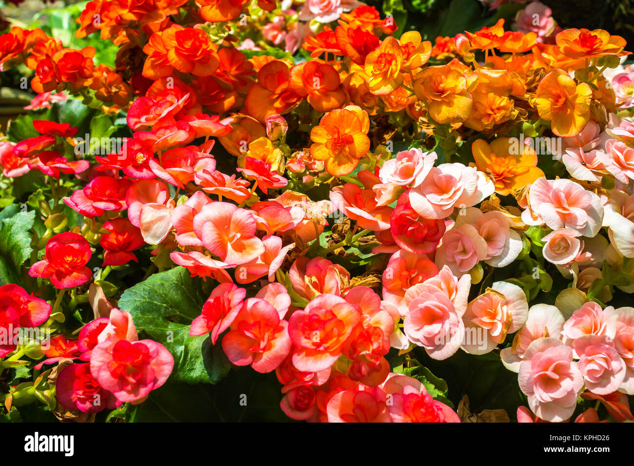 Colorful of flowers Stock Photo - Alamy