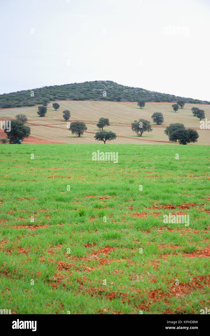 Meadow. Campo de Calatrava, Ciudad Real province, Castilla La Mancha, Spain. Stock Photo