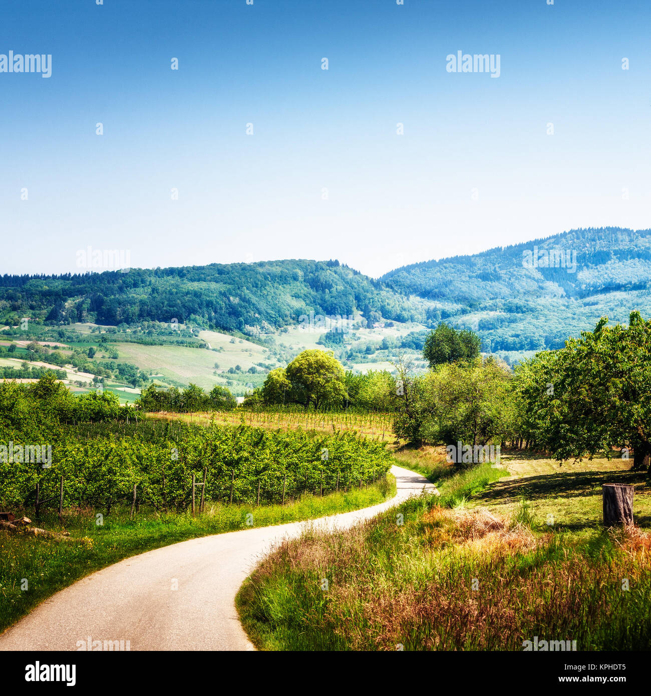 Beautiful spring landscape with path and cherry orchard in foreground ...