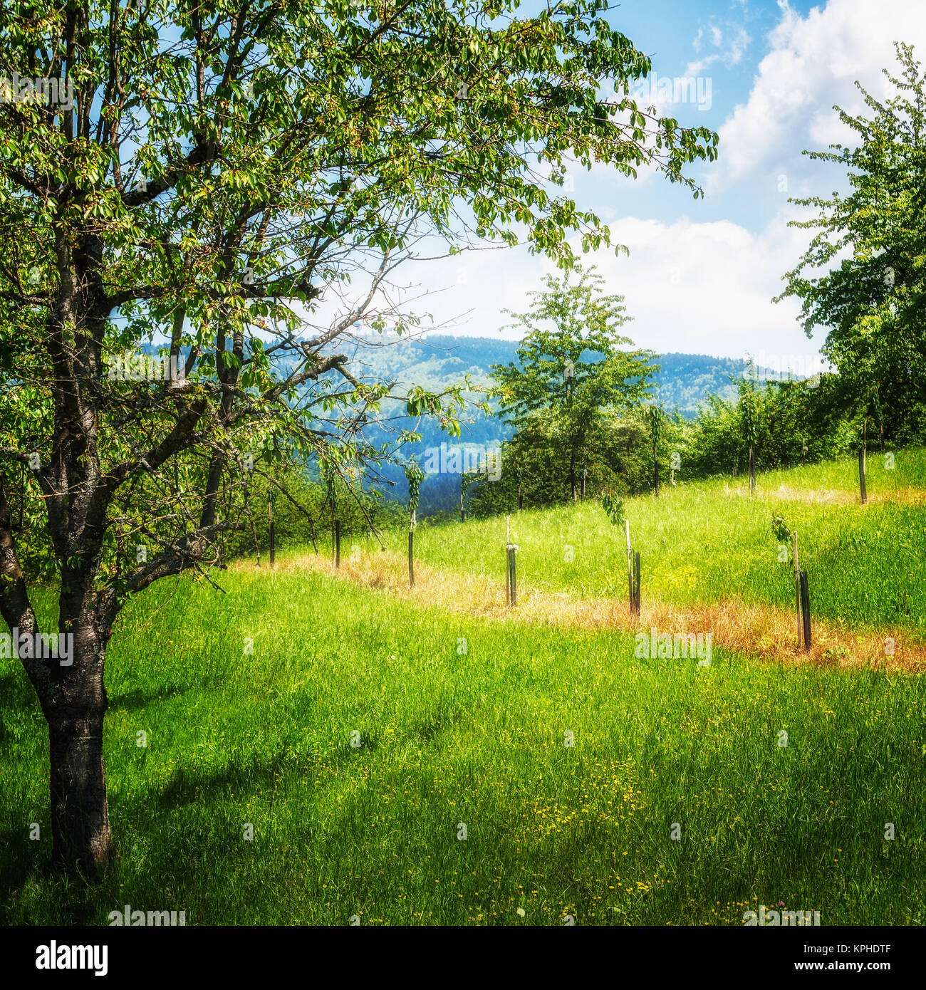 Beautiful spring landscape with sweet cherry orchard in foreground ...