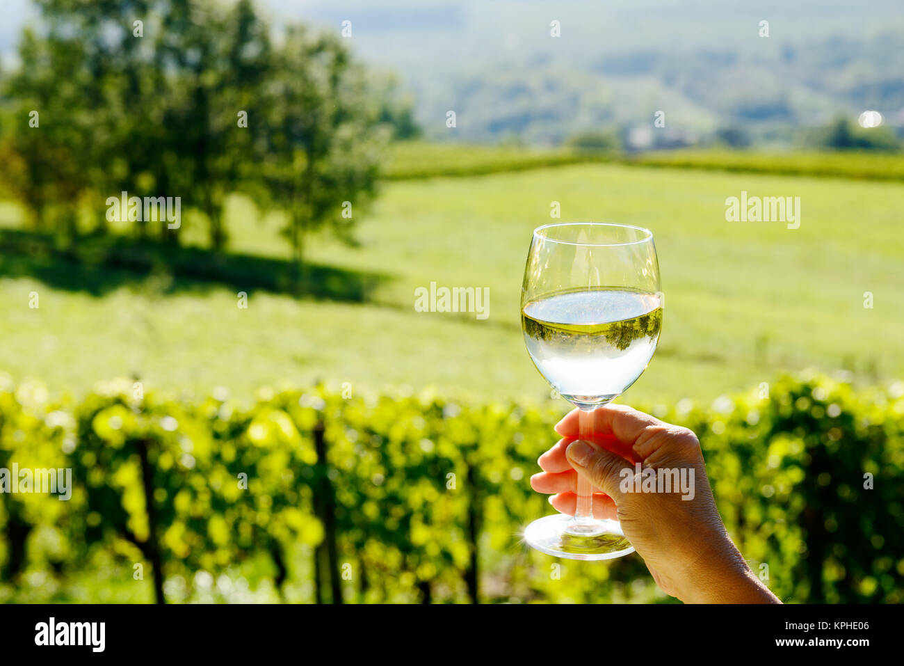 glass of white wine exposed towards the sun, vineyard on background Stock Photo