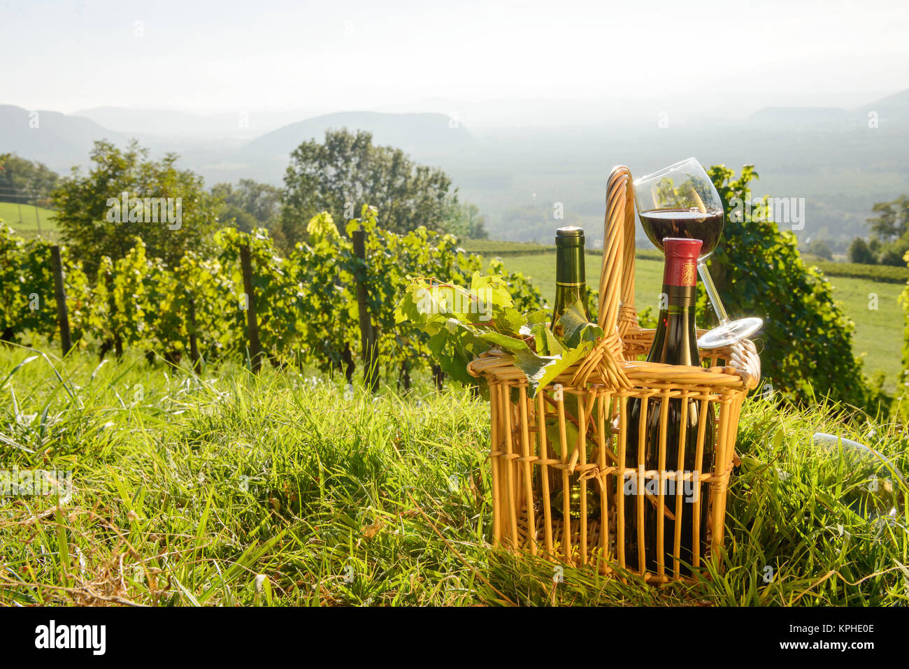 Basket with bottles and glass of wine in the vineyards Stock Photo - Alamy