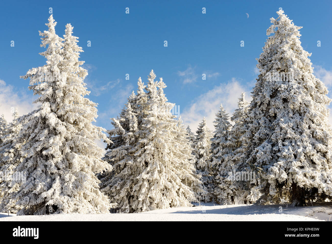 Winter landscape with snowy pine trees Stock Photo - Alamy