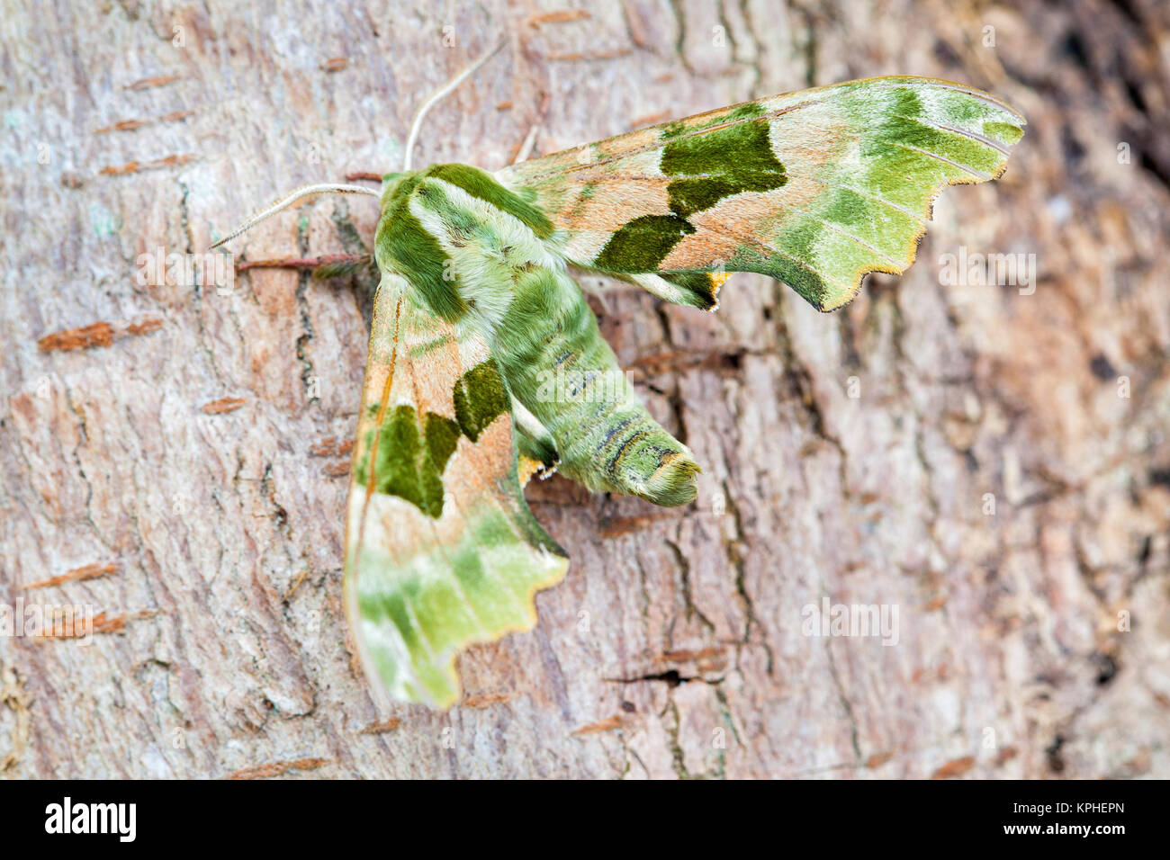 Lime Hawk Moth resting on bark  Norfolk UK Stock Photo