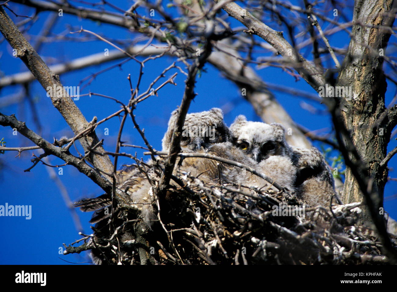 USA, Washington State, Whitman County. Great Horned Owl babies on nest