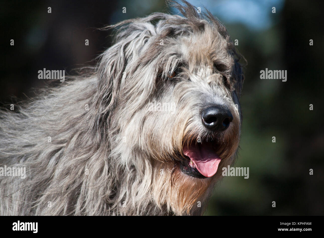 Portrait of an Irish Wolfhound. Stock Photo